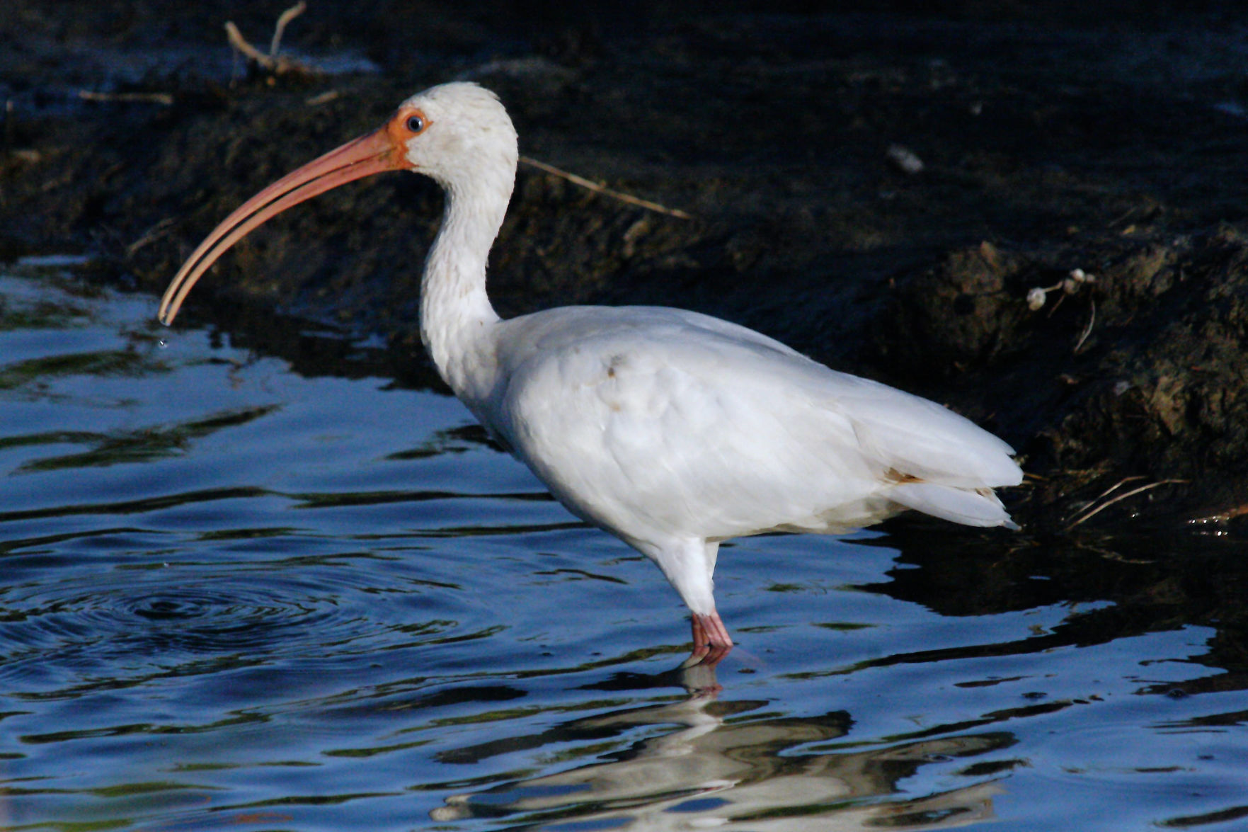 American white ibis